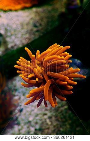 Gold Euphyllia Torch Lps Coral -  Euphylliidae Glabrenscens