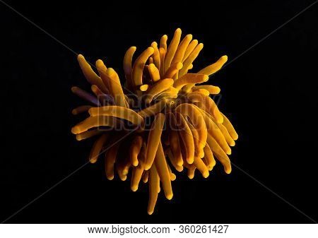 Gold Euphyllia Torch Lps Coral -  Euphylliidae Glabrenscens