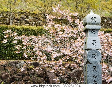 Kochi, Japan - April 6, 2018: Cherry Blossoms On The Grounds Of Konomineji, Temple Number 27 Of Shik