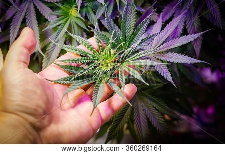 Full Frame Of Hand Holding Medical Cannabis Plant Against Dark Backdrop