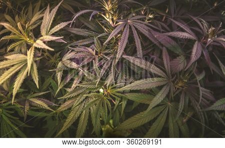 Full Frame Overhead Shot Of Medical Cannabis Leafs
