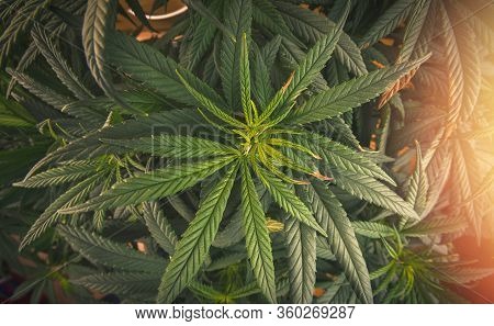 Full Frame Overhead Shot Of Medical Cannabis Leafs