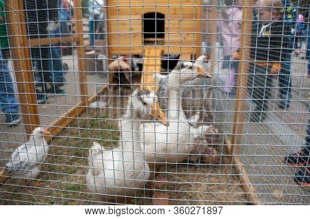 Russia, Khabarovsk, September 8, 2018: Geese, Ducks At Exhibition Of Animal Husbandry