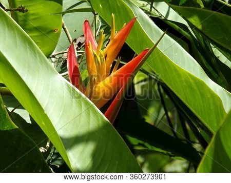 Flor De Heliconia En Jardín Rodeado De Plantas Verdes