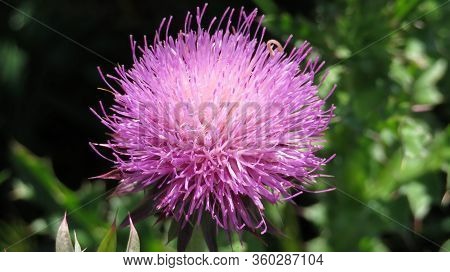 A Pink Milk Thistle Flowerhead Grows Wild In The Field