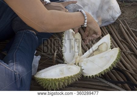 Travelers Thai Women Sitting And Eating Durian Fruits At Floor In Banton Beach In Narathiwat, Thaila