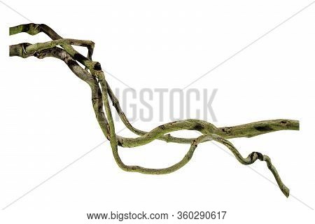 Close Up Wood Root. Spiral Twisted Jungle Tree Branch, Vine Liana Plant Isolated On White Background