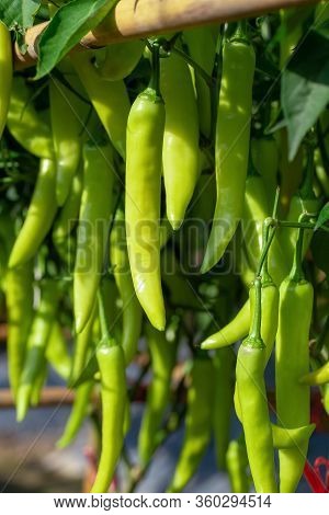 Ripe Green Chilli On A Tree, Green Chilies Grows In The Garden.