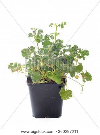 Pelargonium Capitatum  In Front Of White Backgournd