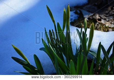 View On Spring Narcissus Flowers. Narcissus Flower Also Known As Daffodil, Daffadowndilly