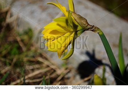 View On Spring Narcissus Flowers. Narcissus Flower Also Known As Daffodil, Daffadowndilly