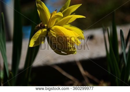 View On Spring Narcissus Flowers. Narcissus Flower Also Known As Daffodil, Daffadowndilly