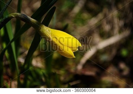 View On Spring Narcissus Flowers. Narcissus Flower Also Known As Daffodil, Daffadowndilly