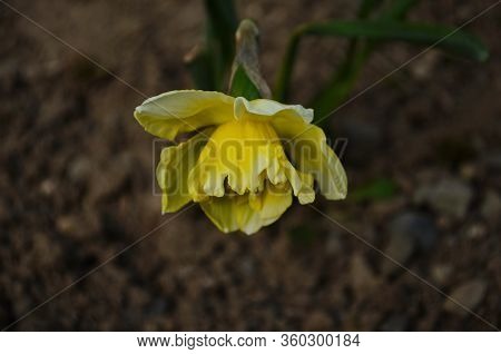 View On Spring Narcissus Flowers. Narcissus Flower Also Known As Daffodil, Daffadowndilly
