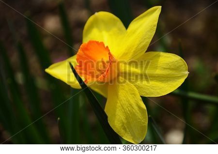 View On Spring Narcissus Flowers. Narcissus Flower Also Known As Daffodil, Daffadowndilly