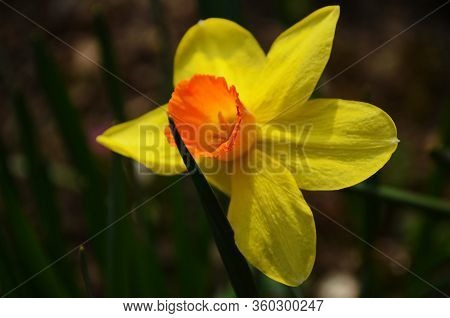 View On Spring Narcissus Flowers. Narcissus Flower Also Known As Daffodil, Daffadowndilly