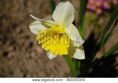 View On Spring Narcissus Flowers. Narcissus Flower Also Known As Daffodil, Daffadowndilly