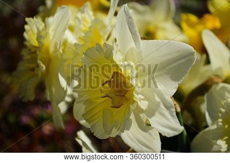 View On Spring Narcissus Flowers. Narcissus Flower Also Known As Daffodil, Daffadowndilly