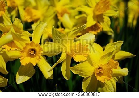 View On Spring Narcissus Flowers. Narcissus Flower Also Known As Daffodil, Daffadowndilly