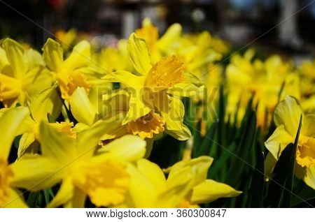 View On Spring Narcissus Flowers. Narcissus Flower Also Known As Daffodil, Daffadowndilly