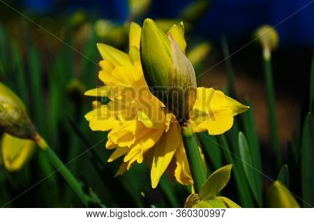 View On Spring Narcissus Flowers. Narcissus Flower Also Known As Daffodil, Daffadowndilly