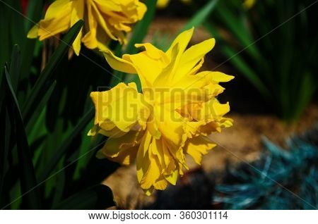 View On Spring Narcissus Flowers. Narcissus Flower Also Known As Daffodil, Daffadowndilly