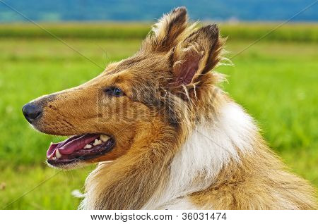 Cachorro Collie