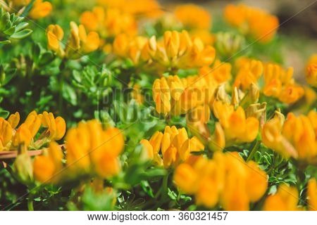 Common Gorse - Small Yellow Flowers Growing In Mallorca, Spain