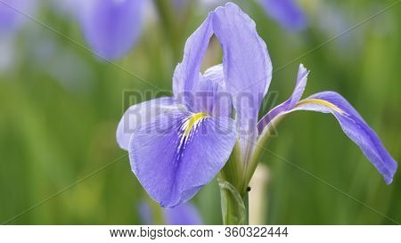 Violet Iris Flowers (iris Germanica) On Blurred Green Natural Garden Background