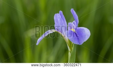 Violet Iris Flowers (iris Germanica) On Blurred Green Natural Garden Background