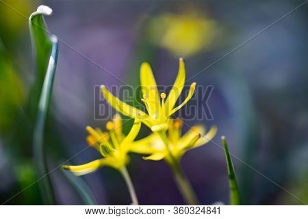 Blooming single Lesser Celandine in magic light.