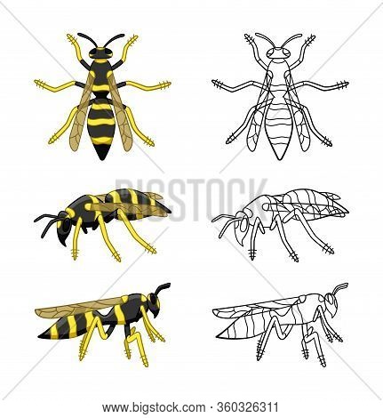 Wasps Set Colored And Line Versions Isolated Illustration On White Background