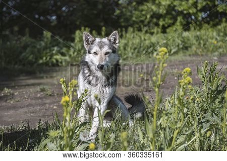 wolf-like dog in nature, watchdog or hunting dog