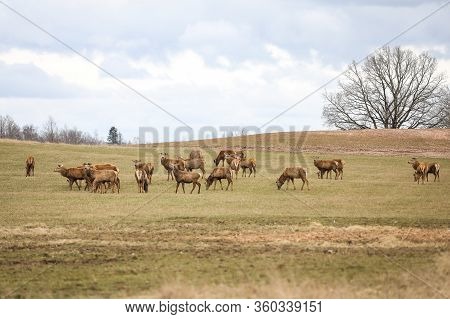 Deers Standing On A Countryside Farming Field On A Warm Cloudy Spring Day. Photot Aken In Europe, La