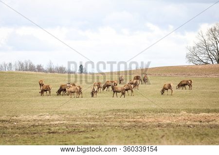Deers Standing On A Countryside Farming Field On A Warm Cloudy Spring Day. Photot Aken In Europe, La