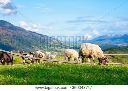 Goat And Sheep Grazing On The Alpine Meadow. Beautiful Scenery With Green Grass On The Hill, Rural V