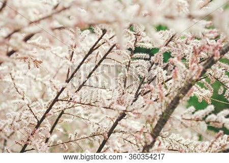 Blooming Tamarisk Flowers. Spring Pink Natural Backdrop.