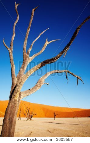 Arbre mort dans le désert du Namib