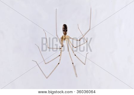 Papà Longleg