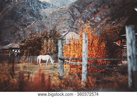 Dramatic Rural Scene With Selective Focus On A White Grazing Horse Surrounded By Wooden Country Hous