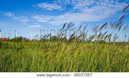 Grass.