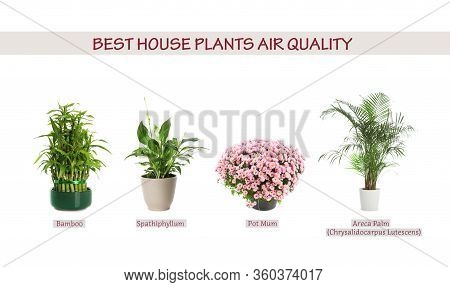 Set Of Best House Plants For Air Quality Improvement On White Background