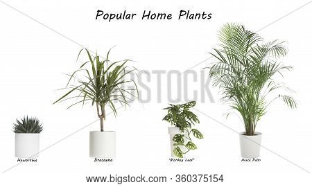 Set Of Popular House Plants On White Background