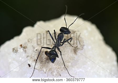 Insect Black Garden Ant Working Individuals Wingless On The Surface Of Salt Crystals