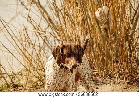 Deutsch Kurzhaar German Short-haired Pointing Dog. Pointing Dog. Kurzhaar Is A Slender And Even Lean