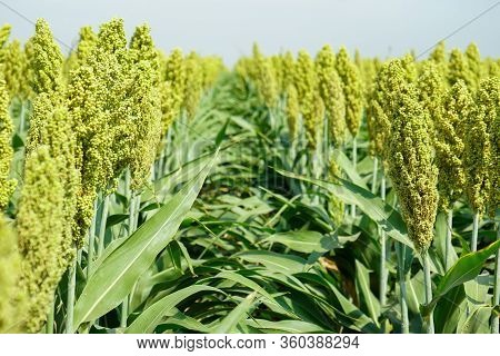 Selective Soft Focus Of Sorghum Field In Sun Light