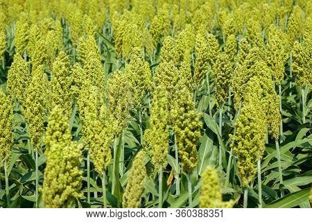 Selective Soft Focus Of Sorghum Field In Sun Light