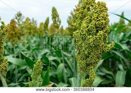 Selective Soft Focus Of Sorghum Field In Sun Light