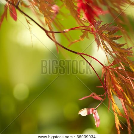 Detalle de arce japonés de naranja rojo SILVERTOP hojas en otoño
