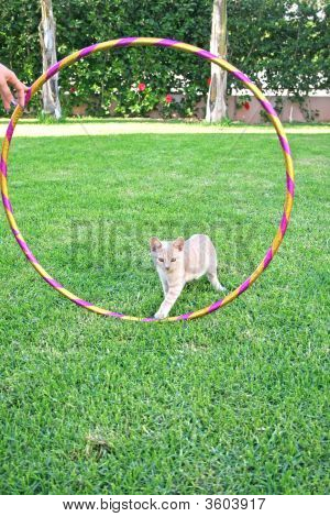 Gattino